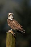 Osprey 8